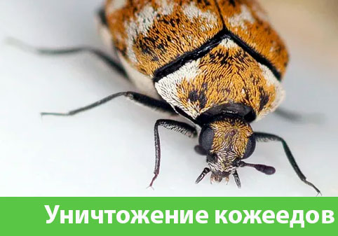 Обработка от кожееда в городе Арзамас 
