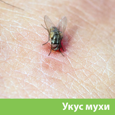 Уничтожение мух в Арзамасе