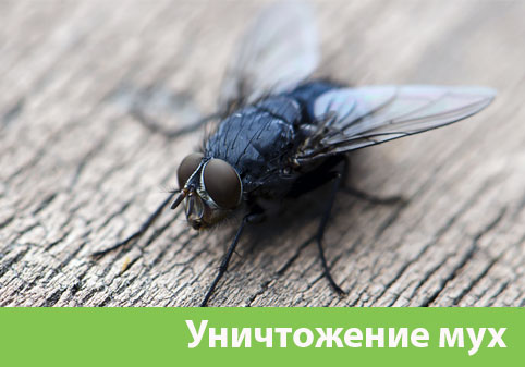 Уничтожение мух в городе Арзамас