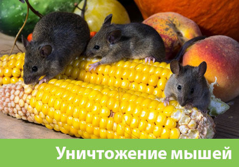 Уничтожение мышей в Арзамасе